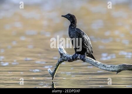 Zwergkormoran (Phalacrocorax pygmeus, Microcarbo pygmaeus), im zweiten Winter in einem See, Belgien Stockfoto