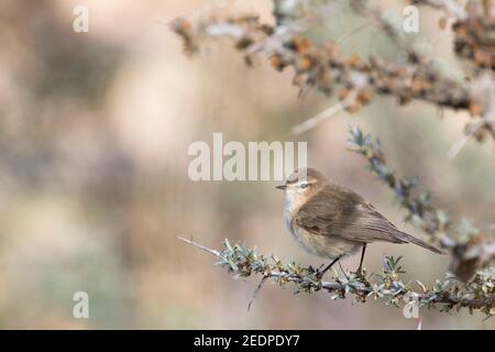 östlicher Chiffchaff, Bergchiffchaff (Phylloscopus sindianus, Phylloscopus sindianus sindianus), Erwachsene, auf einem Ast sitzend, Tadschikistan Stockfoto