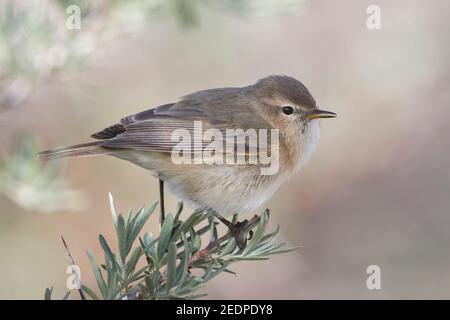 östlicher Chiffchaff, Bergchiffchaff (Phylloscopus sindianus, Phylloscopus sindianus sindianus), Erwachsene, auf einem Ast sitzend, Tadschikistan Stockfoto