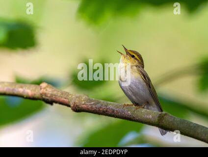 Waldsänger (Phylloscopus sibilatrix), laut singender Rüde, sitzend auf Ast, Niederlande, Schiermonnikoog Stockfoto