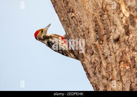 Gelbstirbiger Rattenspecht, Mahratta-Specht (Leiopicus mahrattensis), auf einem Baum aufforsten, Indien, Stockfoto