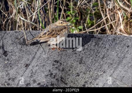 Northwestern Paddyfield Pipit, Northwestern Oriental Pipit (Anthus rufulus waitei, Anthus waitei), zweiter Paddyfield-Pipit im Winter, der sich darin befindet Stockfoto