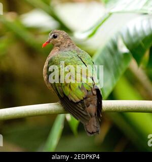 Indische Smaragdtaube, Chalcophaps indica Stockfoto