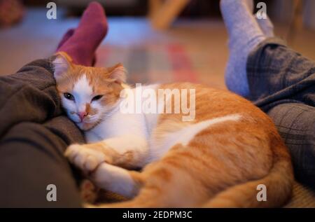 Niedliche Katze liegt zwischen Mann und Frau Beine. Stockfoto