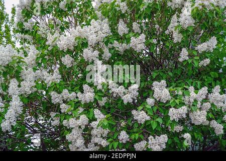 Weiße Flieder blüht auf einem Busch im Garten Stockfoto