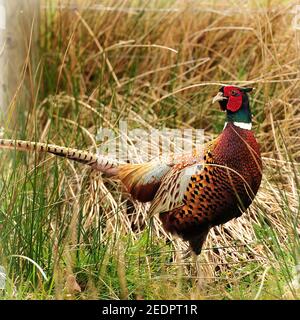 Fasan Stockfoto