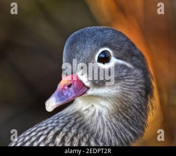 Mandarin-Enten Stockfoto