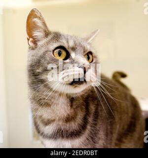 Silber Tabby Katze Stockfoto