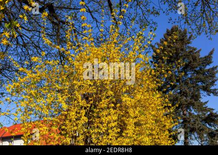 Forsythia x intermedia frühlingsblühende Sträucher Stockfoto