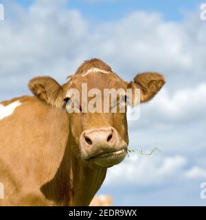 Guernsey-Kuh Stockfoto