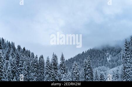 Wald bedeckt mit Schnee im Winter in den Bergen. Stockfoto