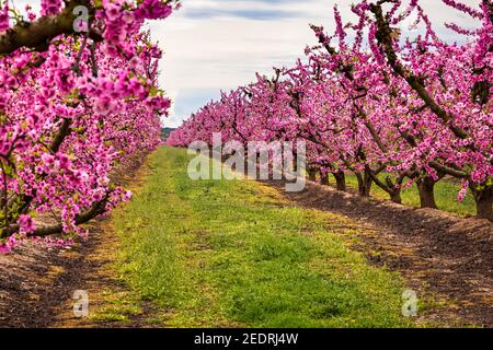 Blick auf eine der Reihen blühender Pfirsichfelder im Frühjahr mit ihren rosa Blüten. Aitona, Katalonien, Spanien Stockfoto