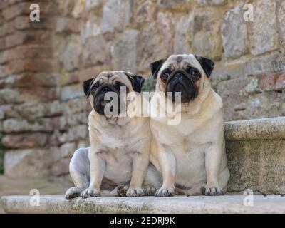 Augenhöhe Porträt von zwei schönen liebenswert Mops Hunde mit schönen Große Augen sitzen im Freien auf einer Straße Stockfoto