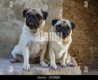 Zwei schöne liebenswert Mops Hunde mit schönen großen Augen sitzen Draußen auf einer Treppe Stockfoto