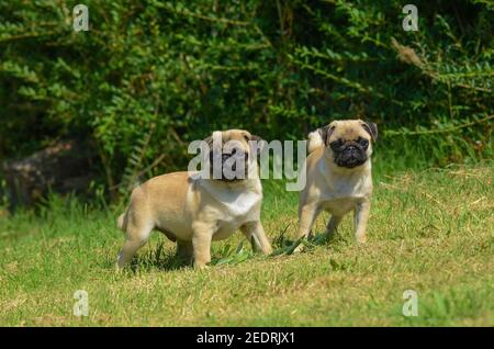 Zwei schöne liebenswert Mops Hunde mit einem faltigen Gesicht stehen Im Freien auf einem frischen Rasen Stockfoto