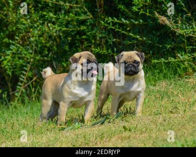 Zwei schöne liebenswert Mops Hunde mit einem faltigen Gesicht stehen Im Freien auf einem frischen Rasen Stockfoto