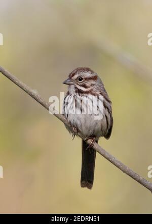 Nahaufnahme von Song Sparrow, der auf einem diagonalen kleinen Baum steht Verzweigung Stockfoto
