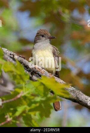 Große Crested Flycatcher Vogel auf Ahornbaum Zweig in thront Herbst Stockfoto