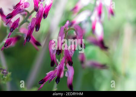 Fumaria sp. Fumitive Pflanze in Blume Stockfoto