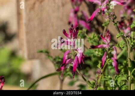 Fumaria sp. Fumitive Pflanze in Blume Stockfoto