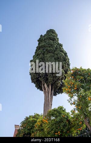 Alte hohe Zypresse Baum auf blau bewölkten Himmel Hintergrund, niedrige Winkel Ansicht. Großer Nadelbaum über saurem Orangenbaum in Plaka Athens, Griechenland Stockfoto
