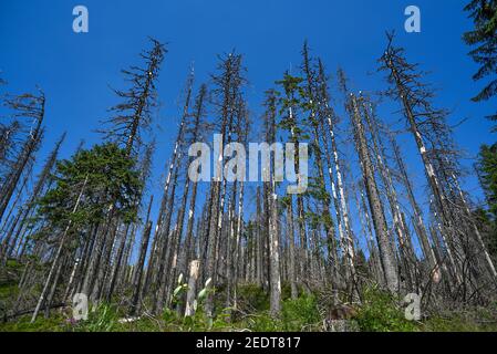 Toter trockener Kiefernwald in den polnischen Bergen im Sommer. Stockfoto