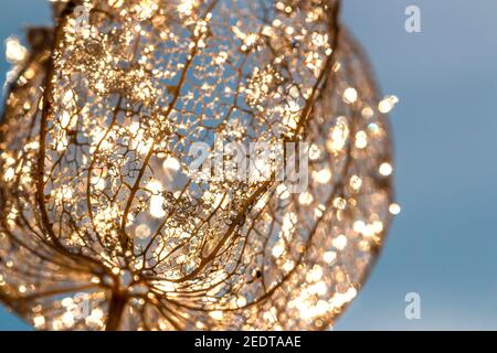 Die leere Schale der Laterne Blume, Physalis alkekengi mit Regentropfen und Schnee Stockfoto