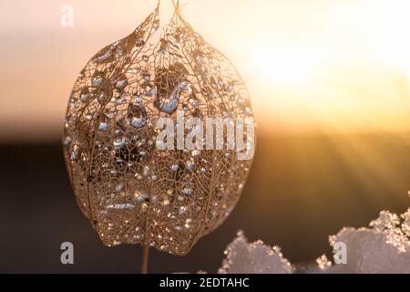 Die leere Schale der Laterne Blume, Physalis alkekengi mit Regentropfen und Schnee Stockfoto