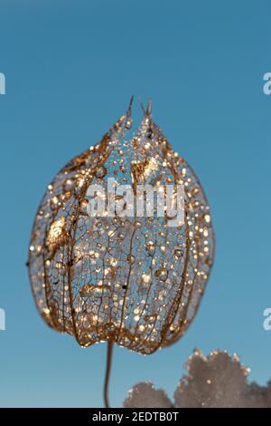 Die leere Schale der Laterne Blume, Physalis alkekengi mit Regentropfen und Schnee Stockfoto