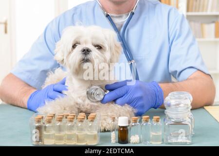 Tierarzt prüfen ein wenig Malteser Hund mit einem Stethoskop Stockfoto