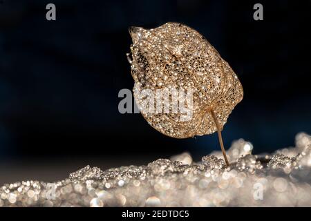 Die leere Schale der Laterne Blume, Physalis alkekengi mit Regentropfen und Schnee Stockfoto