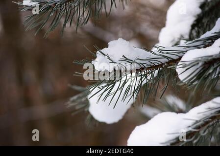 Schneebedeckte und gefrorene Nadelzweige im Winter an einem sonnigen Tag. Stockfoto