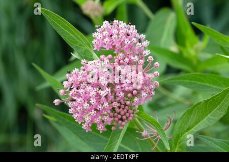 Sumpfmilkweed - Asclepias incarnata 20th. Juli 2019 Big Sioux Recreation Area, South Dakota Stockfoto