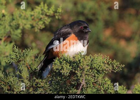 Eastern Towhee 23rd. April 2017 Newton Hills State Park, South Dakota Stockfoto