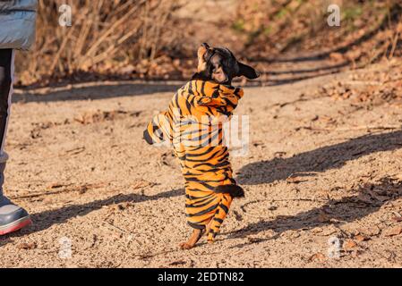 Chihuahua Hund steht auf seinen Hinterbeinen Close-Up. Schwarzer chihuahua Hund steht auf seinen Hinterbeinen. Stockfoto