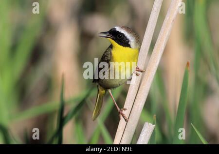 Gelbkehlchen 3rd. Juni 2017 Lincoln County, South Dakota Stockfoto