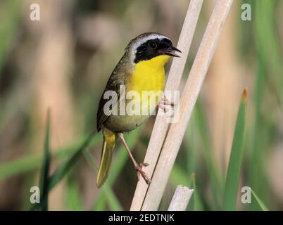 Gelbkehlchen 3rd. Juni 2017 Lincoln County, South Dakota Stockfoto