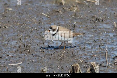 Semipalmated Plover 23rd. April 2015 Minnehaha County, SD Stockfoto