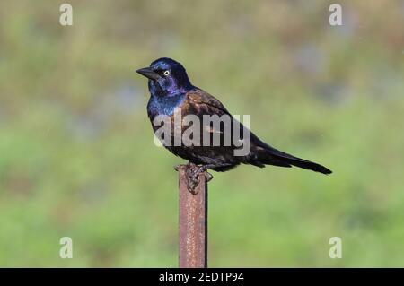 Common Grackle 23rd. September 2018 Lincoln County, South Dakota Stockfoto