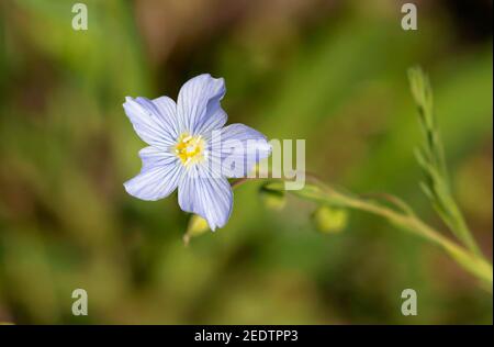 Wild Blue Flax (Linum lewisii) 12th. Juli 2019 Hell Canyon, Black Hills, South Dakota Stockfoto