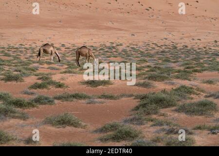 Zwei Kamele ernähren sich von Wüstensträuchern unter Sanddüne in der Wüste von Wahiba Sands, Oman. Majestätische Wüstentiere Arabiens. Stockfoto