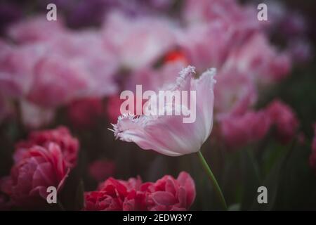 Viele rosafarbene Tulpen im Garten, verschwommener Hintergrund, schöne Blumentapeten. Stockfoto