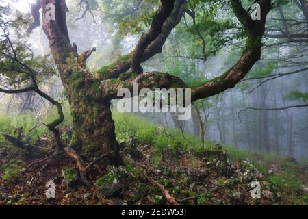 Alte magische Bäume in einer nebligen beängstigenden Waldlandschaft Stockfoto