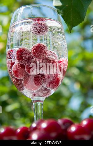 Rote Kirschbeeren in einem Glas mit Limonade auf dem Hintergrund eines grünen Gartens. Das Konzept der gesunden Vitamin Beeren und Früchte Stockfoto