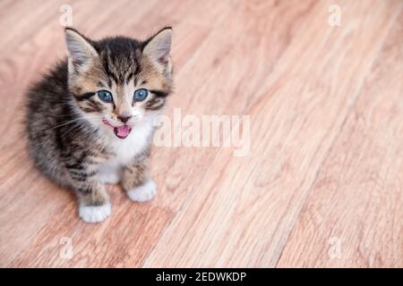 Portrait Katzenmähen auf Holzboden Kätzchen warten auf Nahrung. Kleine gestreifte Katze sitzt auf Holzboden, leckt und schaut auf die Kamera. Copyspace Stockfoto