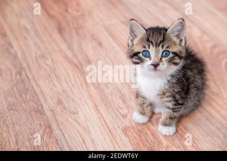 Portrait Katzenmähen auf Holzboden Kätzchen warten auf Nahrung. Kleine gestreifte Katze sitzt auf Holzboden, leckt und schaut auf die Kamera. Copyspace Stockfoto