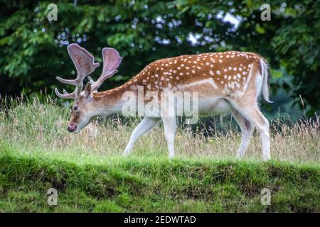 Damhirsch (Dama Dama) Stockfoto
