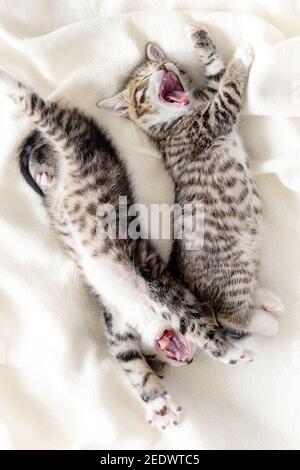 Zwei gestreifte Kätzchen aufwachen, gähnend und dehnen. Kätzchen liegen in lustiger Pose mit offenem Mund auf weißem Bett. Glücklich liebenswert Katze Haustiere. Stockfoto