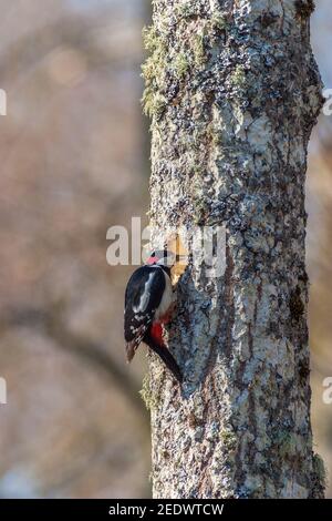 Großer Specht Specht hacken aus einem Nest Loch in ein Baumstamm Stockfoto