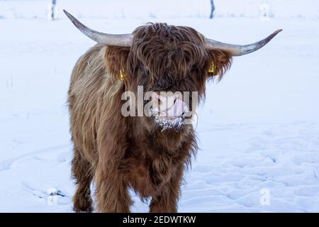 Schottische Hochlandkuh im Winter Stockfoto